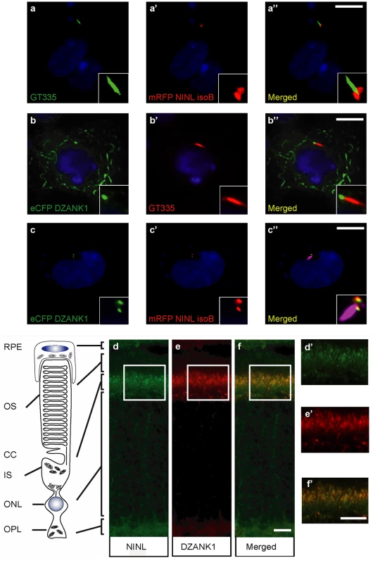 NINL and DZANK1 co-localize at the base of cilia in RPE cells and rat retina.