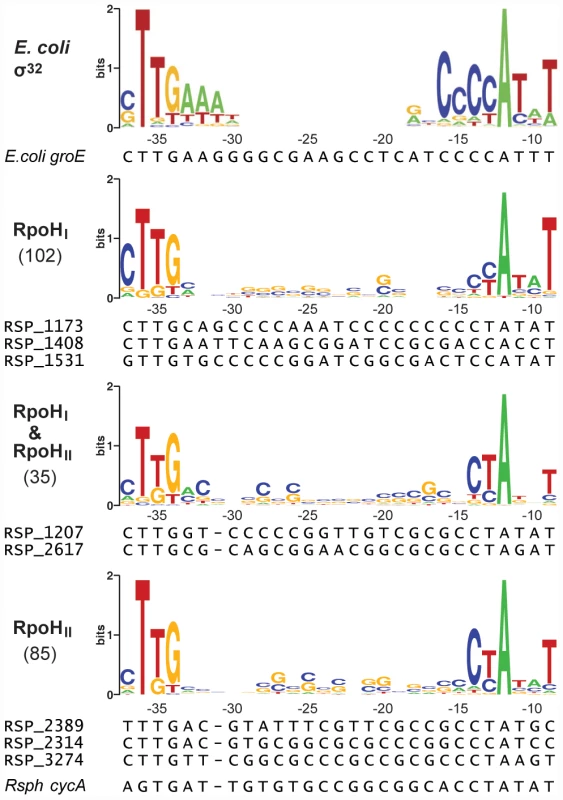 Conserved promoter sequences recognized by RpoH<sub>I</sub> and RpoH<sub>II</sub>.