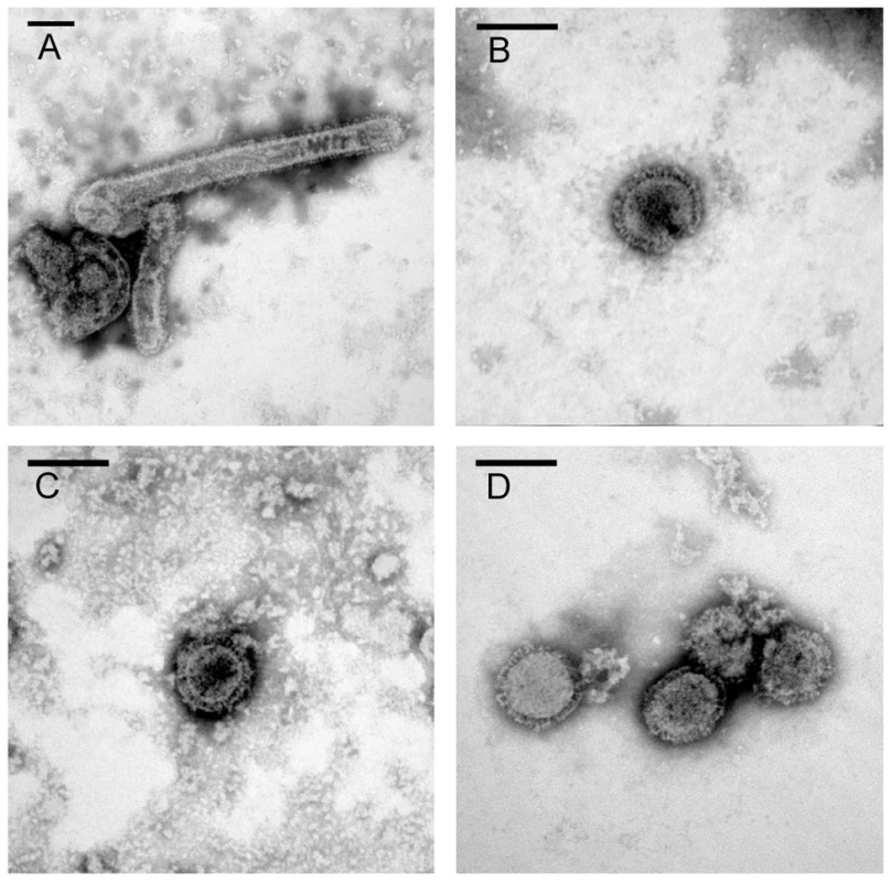 Eurasian-origin gene segments confer filamentous morphology of pH1N1 virus.