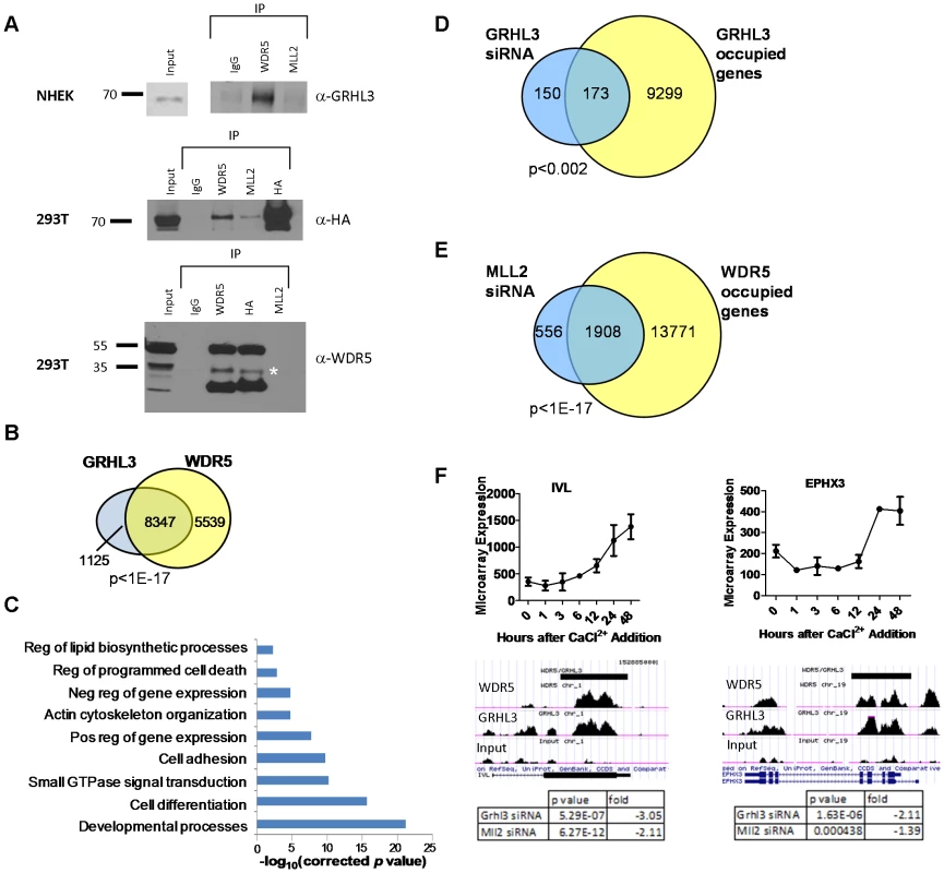WDR5 and GRHL3 co-occupy human epidermal keratinocyte differentiation genes.