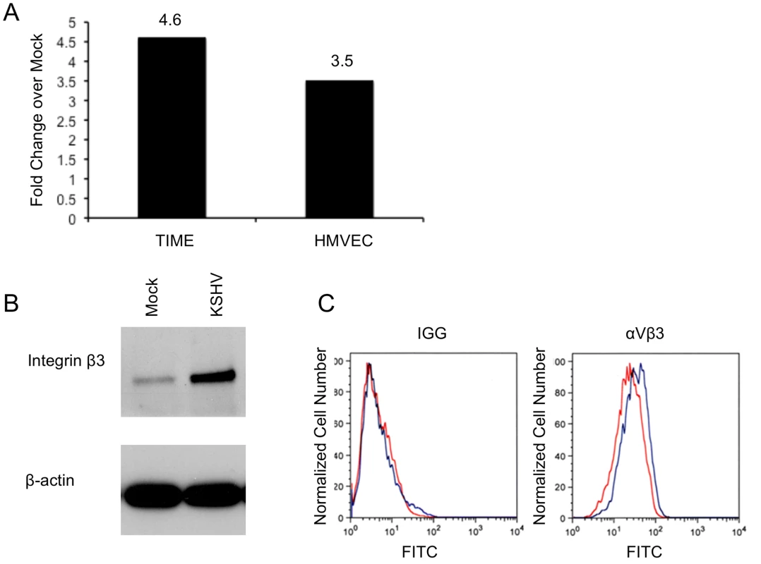 KSHV latent infection increases integrin β3 expression.