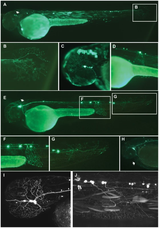 Analysis of Pax6_ciCNE2 and Meis_ciCNE10 in zebrafish embryos.