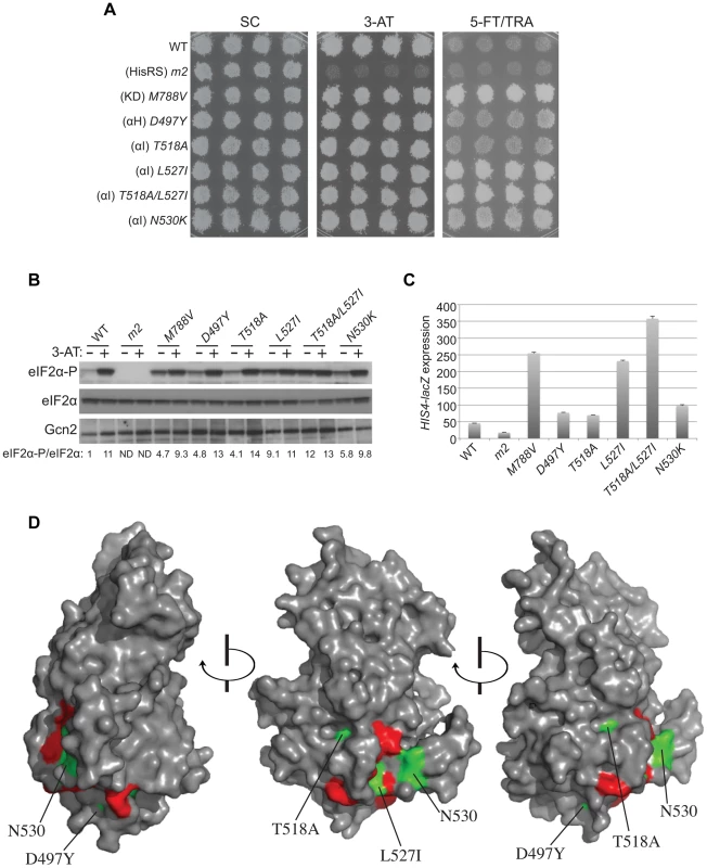 Mutations in the αI helix of the YKD constitutively activates Gcn2 <i>in vivo</i>.