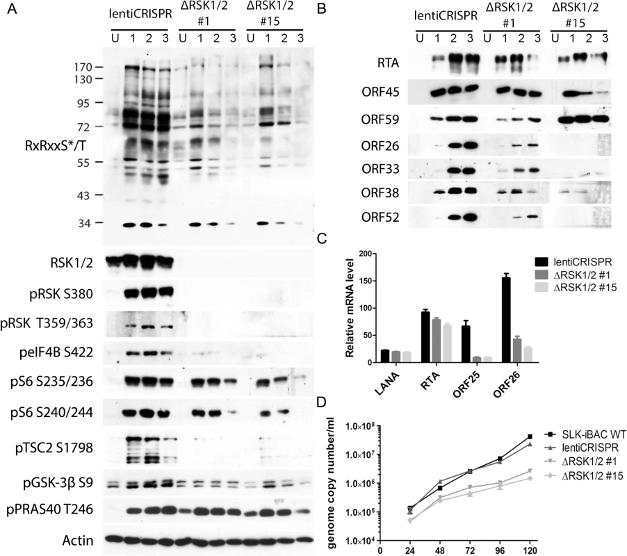CRISPR/Cas9-mediated knockout of RSK1/2 results in the reduction of RSK substrate phosphorylation, viral late lytic gene expression, and virion production.