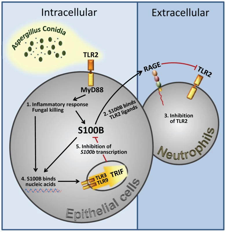 Spatiotemporal integration of signals from TLRs and RAGE by S100B limits pathogen– and danger–induced inflammation.