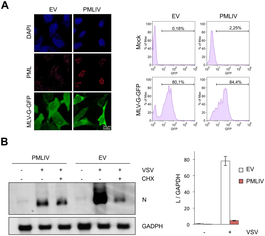 PMLIV does not alter VSV entry and inhibits viral transcription.