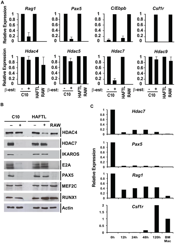 HDAC7 is down-regulated during the transifferentiation of pre-B cells into macrophages.
