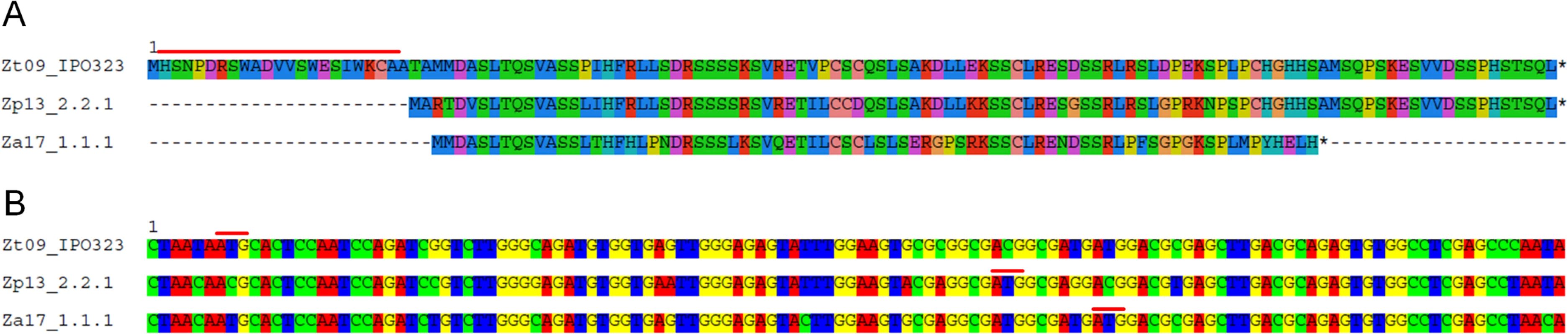 Variation at the nucleotide and protein levels between orthologs of <i>Zt80707</i>.