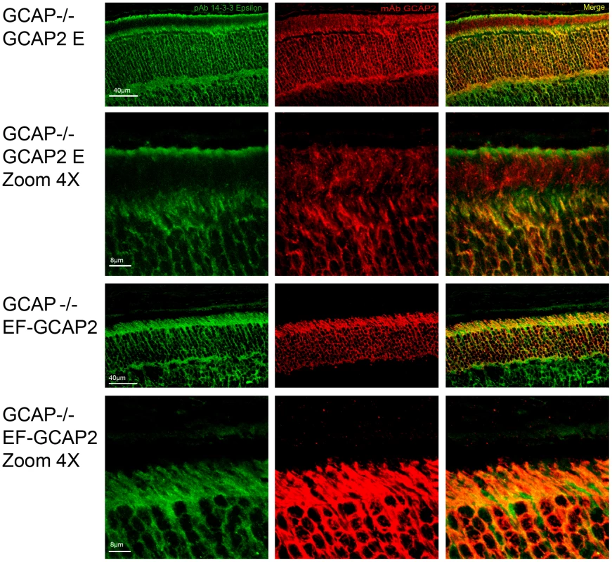 Coimmunolocalization of 14-3-3ε with GCAP2 in retinas from GCAPs−/−bGCAP2 E and GCAPs−/− bEF<sup>−</sup>GCAP2 B mice.