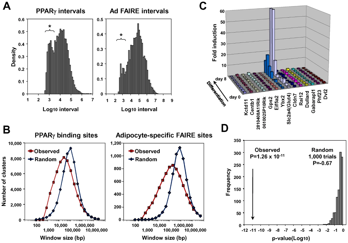 Statistical analyses for clustering of adipocyte-specific FAIRE peaks and PPARγ binding sites and co-regulation of neighbor genes during adipogenesis.