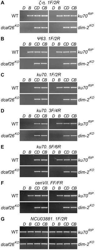 DCAF26 is essential for <i>N. crassa</i> DNA methylation.