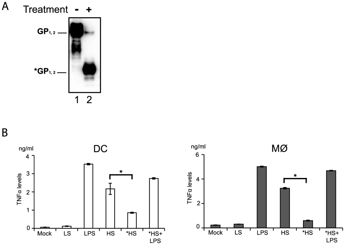 Deglycosylation of shed GP affects activation of DCs and macrophages.
