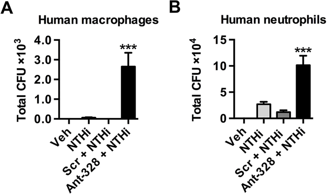 Inhibiting miR-328 increases bacterial uptake in human monocyte-derived macrophages and neutrophils.