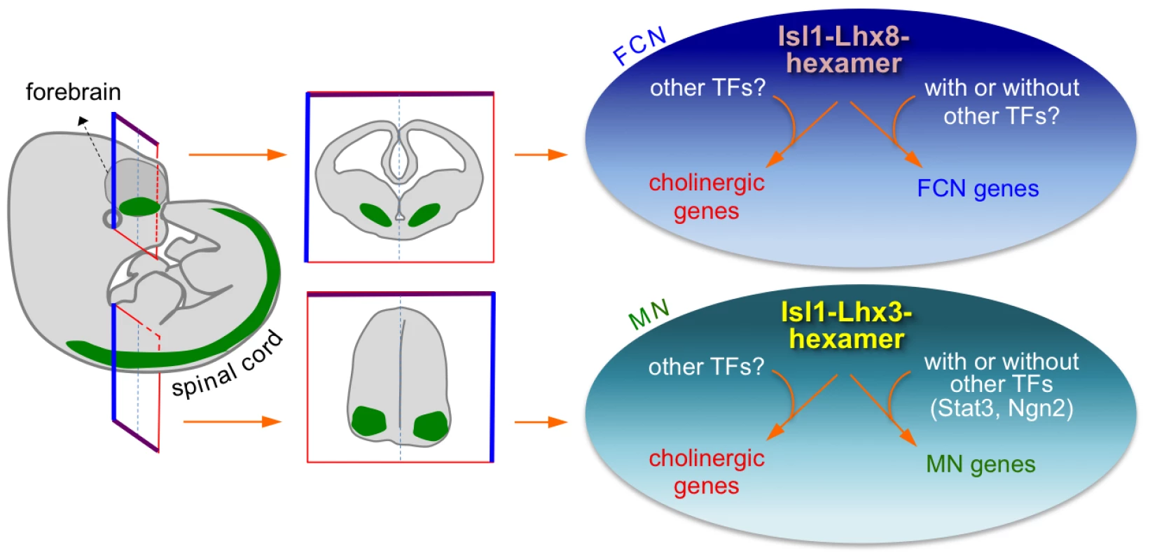 Isl1-Lhx8-hexamer and Isl1-Lhx3-hexamer complexes establish a cholinergic neuronal identity in FCNs and spinal MNs, respectively, by directly upregulating cholinergic gene battery.
