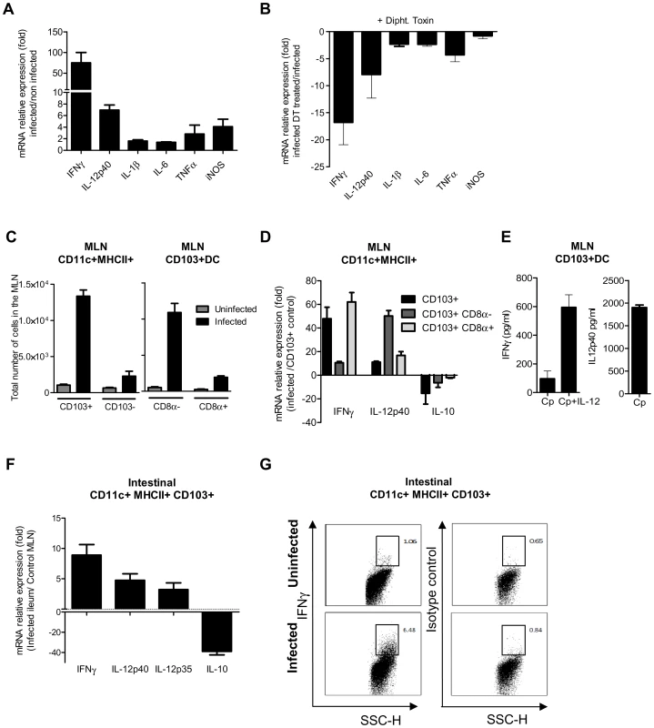 CD103+ dendritic cell subsets contribute to IL-12p40 and IFNγ production.