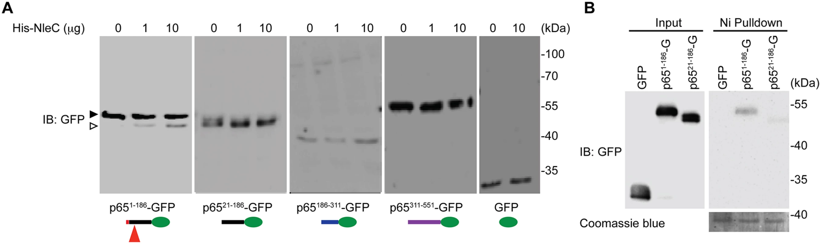 The N-terminal 20 amino acids of p65 are required for NleC to bind and cleave p65.