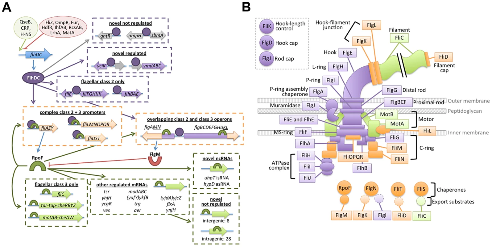 Updated flagellar transciption network and localization of dual-regulated targets.