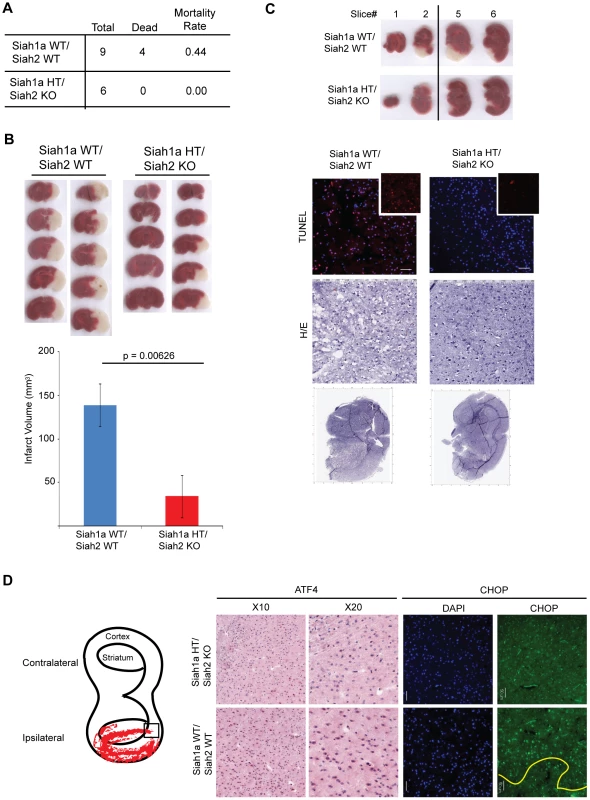 Siah1/2 mutant animals are protected from neuronal ischemia-induced cell death.