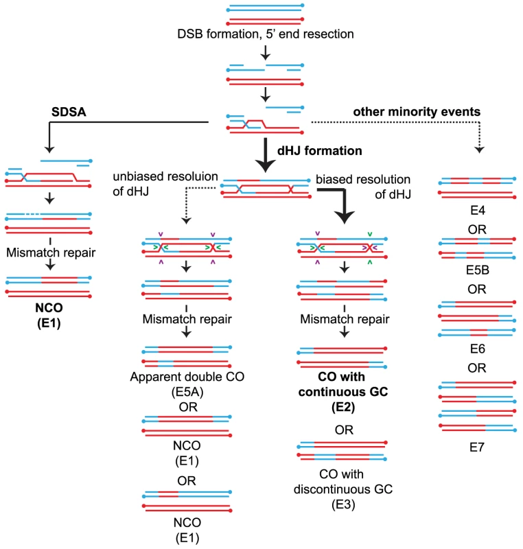 Overview of meiotic recombination pathways.