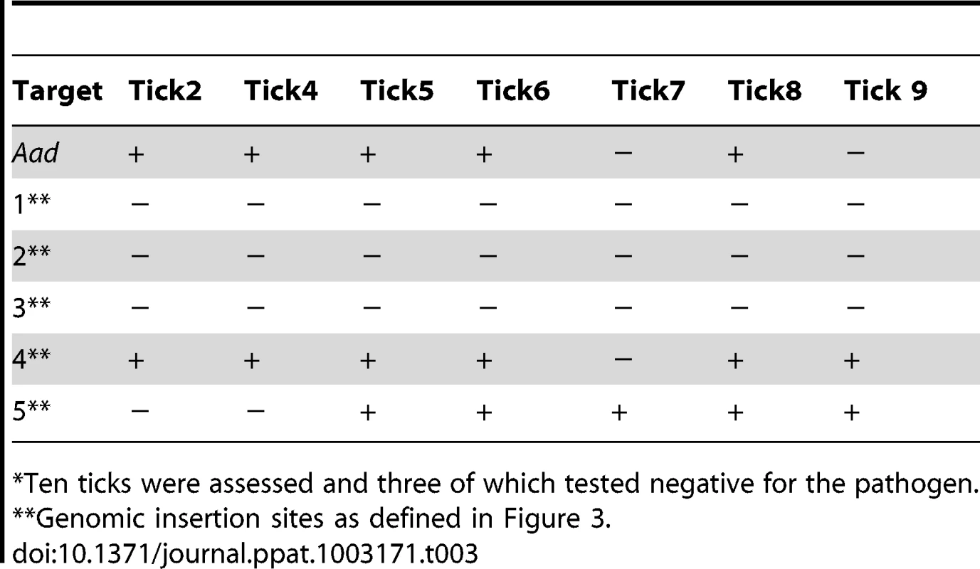 Nested PCR verification of the <i>E. chaffeensis</i> infection status and for the transposon insertion sites in ticks<em class=&quot;ref&quot;>*</em> fed on infected deer.