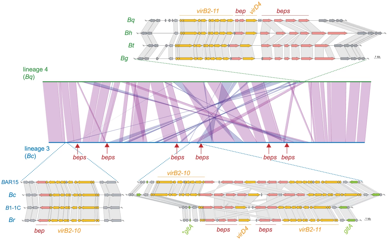 Genomic organization of the <i>virB</i> T4SS and <i>bep</i> gene loci in the two radiating lineages.