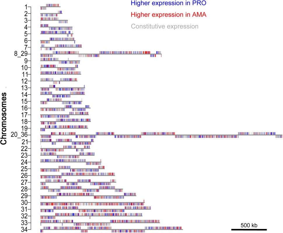 Distribution of differentially expressed genes across chromosomes.