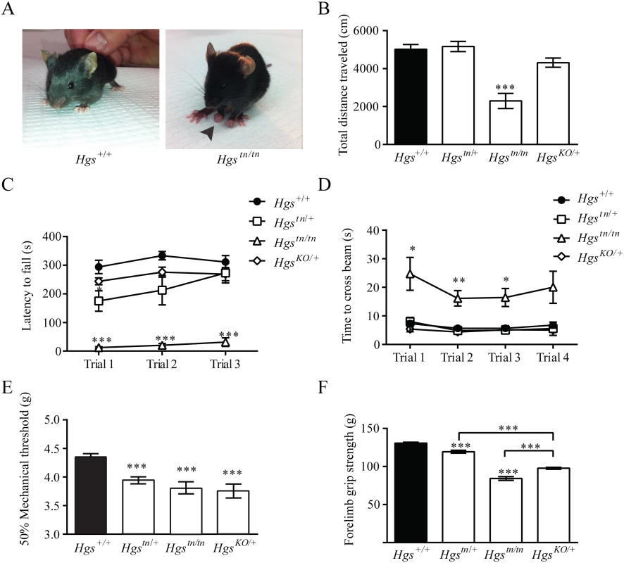 Gene dosage effects of HGS expression on motor and sensory function in 3- to 4-week-old mice.