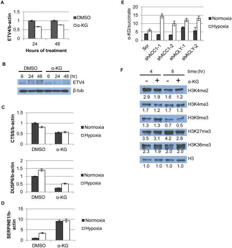 α-KG regulates ETV4 mRNA levels and activity through epigenetic changes.