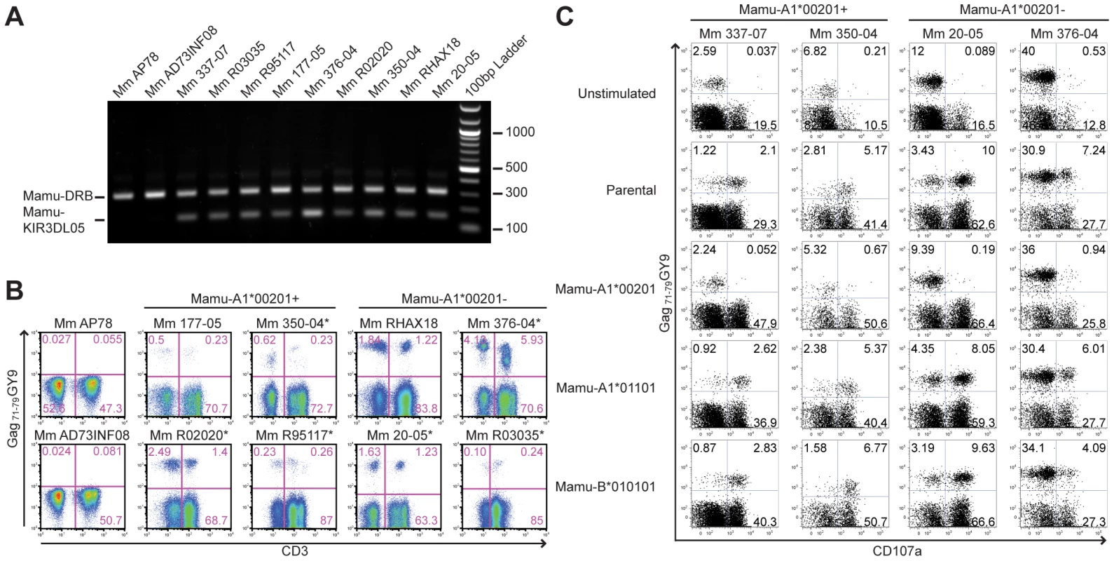 Mamu-A1*00201<sup>+</sup> target cells suppress the degranulation of tetramer-positive NK cells.