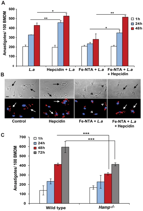Hepcidin promotes <i>L. amazonensis</i> growth in macrophages.