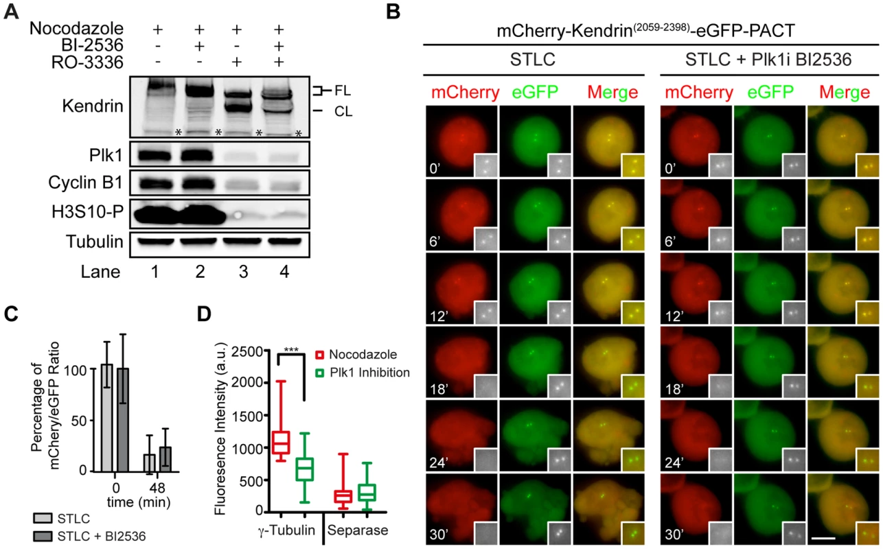 Plk1 regulates substrate cleavage of Scc1 but neither the activity of separase nor the cleavage of kendrin.