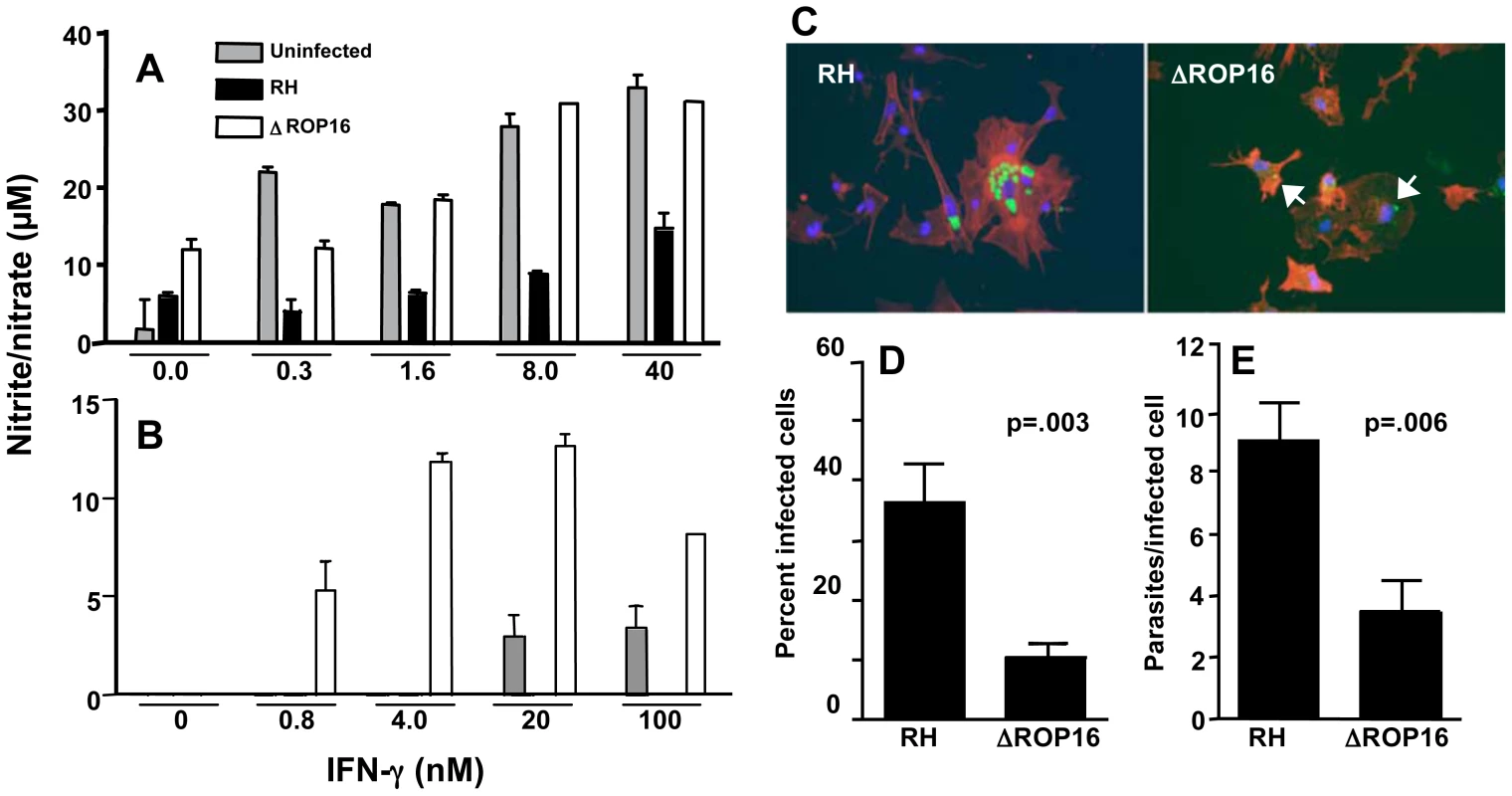 ΔROP16 tachyzoites do not inhibit IFN-γ primed NO production in microglial cells and ΔROP16 parasites potentiate production in astrocytes.