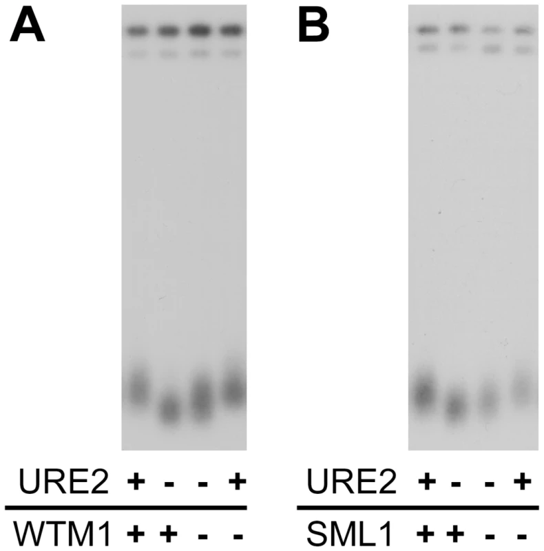 Removal of ribonucleotide reductase inhibition alleviates the short telomere phenotype in strains lacking URE2.