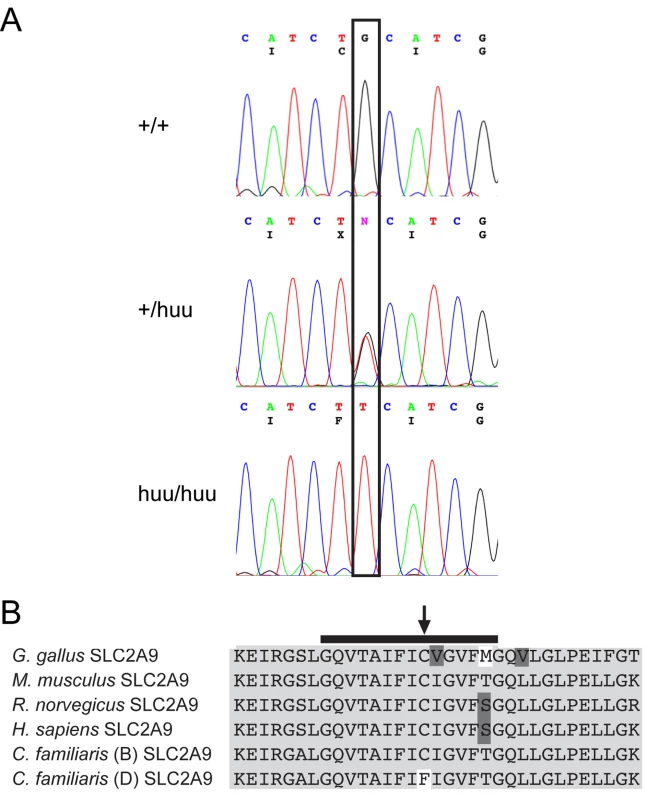 Sequence and expression of canine SLC2A9.