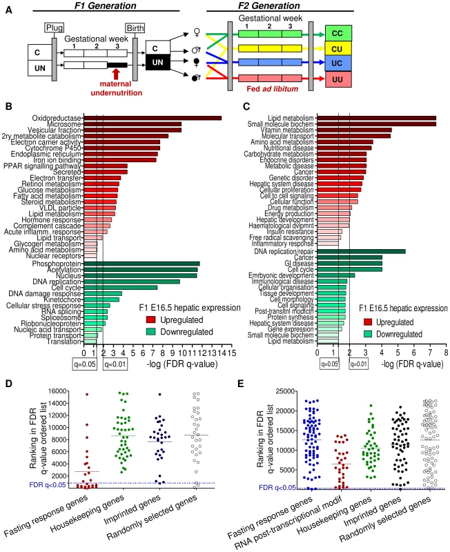 Characterisation of the E16.5 hepatic and placental transcriptome response to undernourishment.