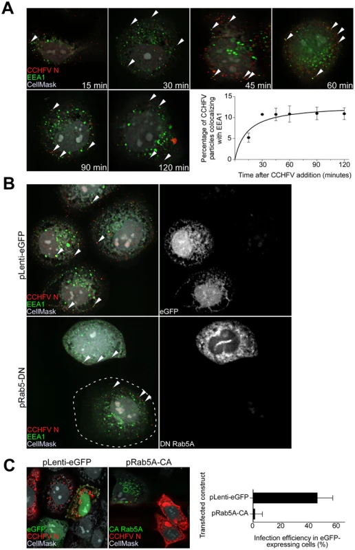 CCHFV traffics through early endosomes in a Rab5-dependent manner.