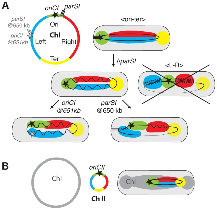 Models of chromosome I and II organisation and reorganisations by <i>parS1</i> and <i>oriC1</i> actions.