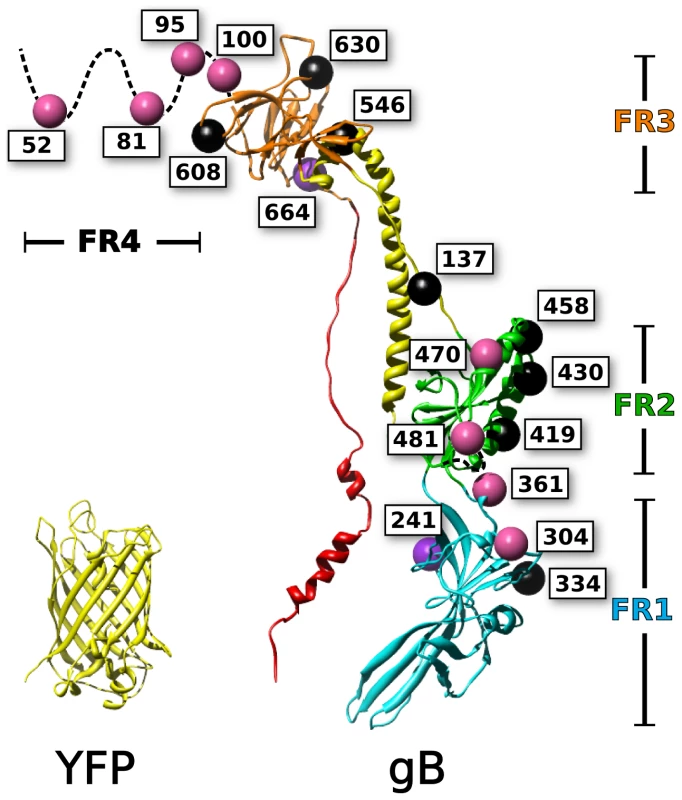 Mapping of fluorescent protein insertions on the gB crystal structure.