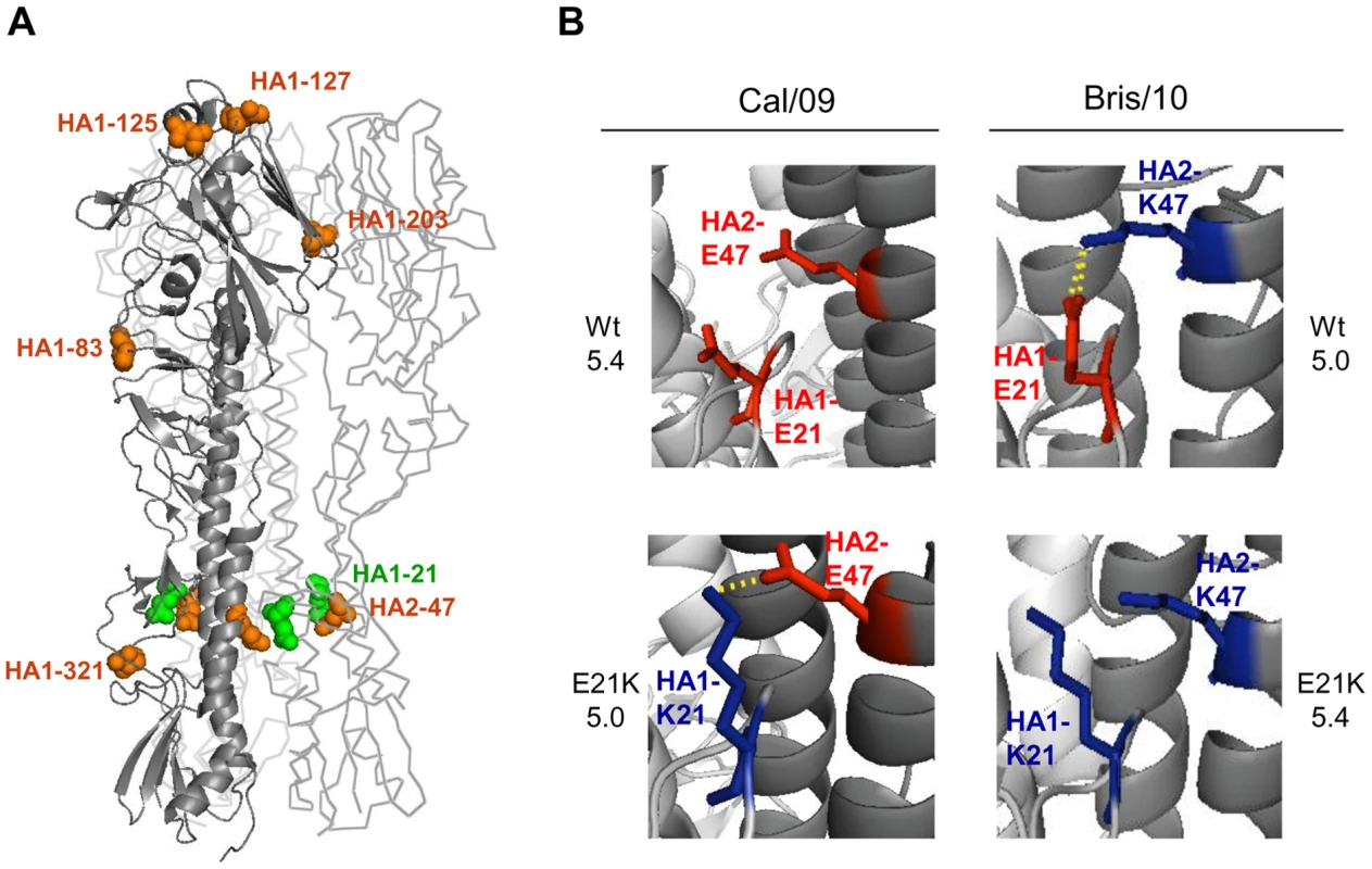 An inter-monomer interaction between the HA residues HA1-21 and HA2-47 determines the threshold pH for fusion.
