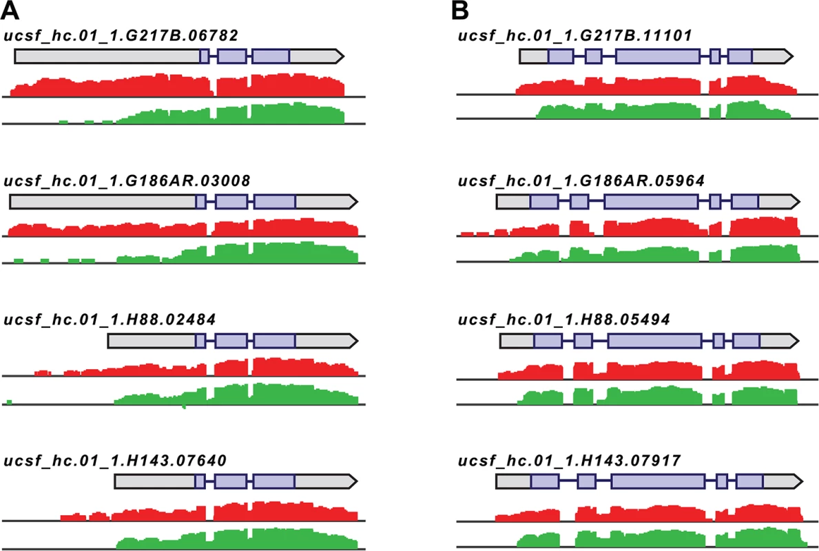 <i>Histoplasma</i> regulates 5’ transcript length in yeast and hyphal cells.