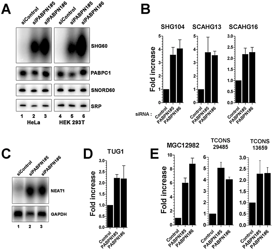 Accumulation of lncRNAs in PABPN1–depleted cells.