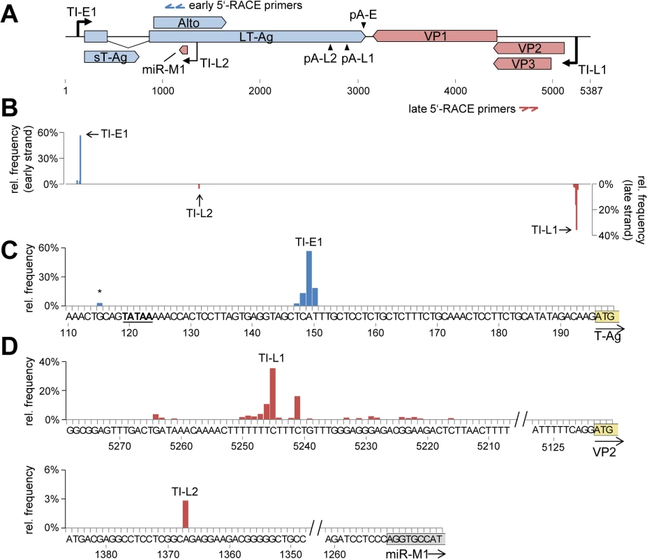 Mapping of early and late strand transcriptional initiation sites.
