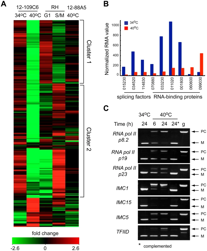 Loss of TgRRM1 in mutant 12-109C6 leads to significant downregulation of mRNAs as the result of mis-splicing.