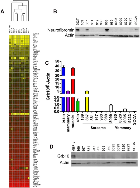 <i>Grb10</i> expression is reduced in <i>Nf1</i> mutant tumor cell lines.