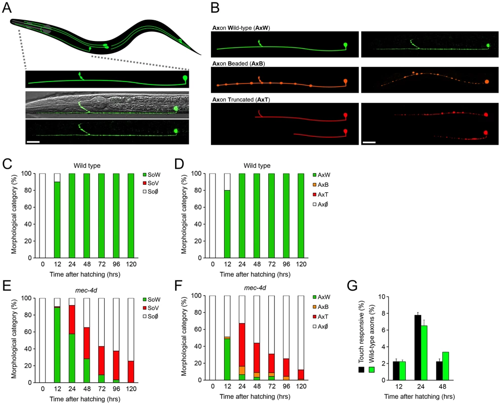 Functional and morphological time course of <i>mec-4d</i> mediated degeneration of <i>C. elegans</i> AVM neuron.