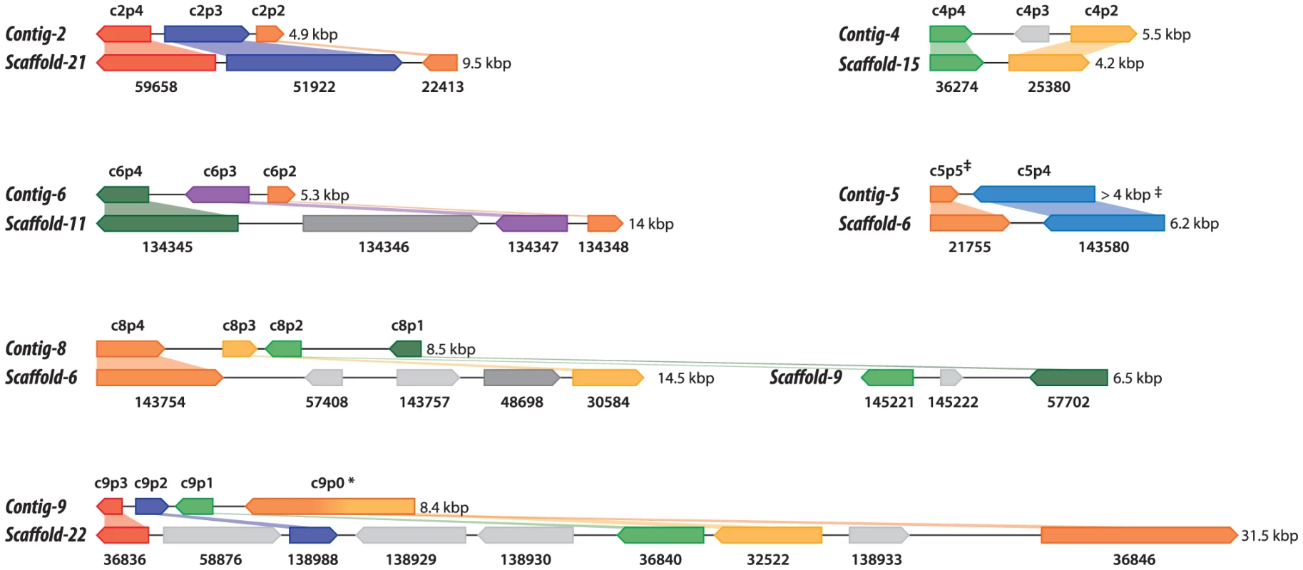 Conserved gene clusters between the <i>Helicosporidium </i>and <i>Chlorella</i> genomes.