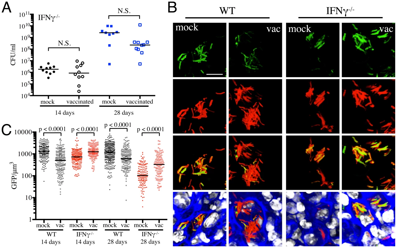 Dynamics of <i>rv2390c</i>′::GFP induced fluorescence in immune-deficient vaccinated versus mock-treated mice.