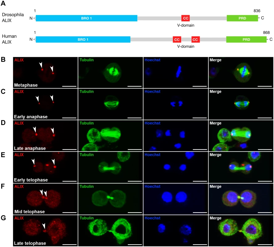 ALIX localizes at the midbody ring during cytokinesis in <i>Drosophila</i> S2 cells.