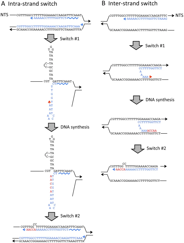 Strand switch models for generating QP mutations.