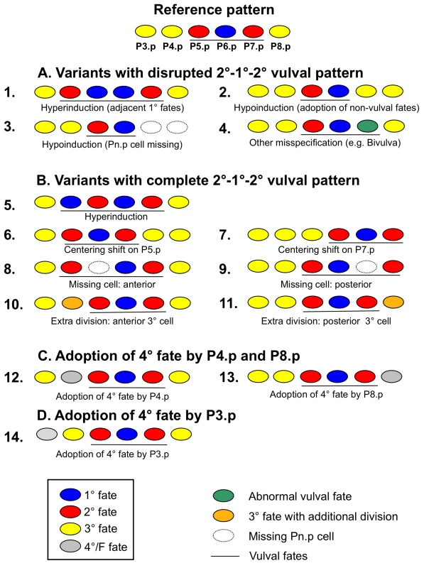 Variant cell fate patterns of vulval precursor cells (P3.p to P8.p).